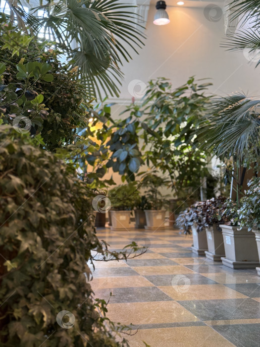 Скачать Зимний сад для комнатных растений с пышной зеленью и естественным освещением, создающий безмятежный фон фотосток Ozero