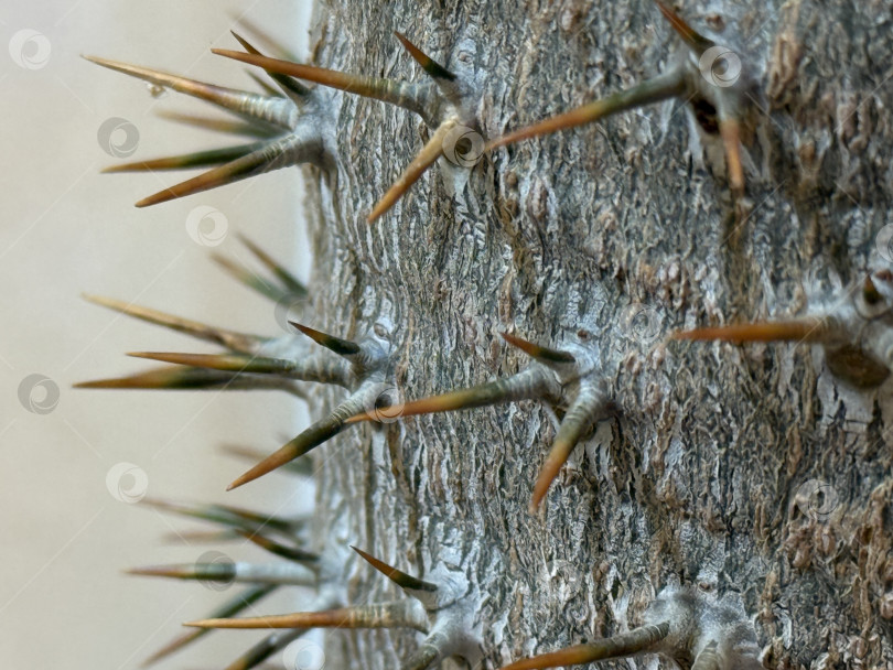 Скачать Крупный план колючей коры дерева с острыми шипами, детализированной текстурой и естественным фоном фотосток Ozero