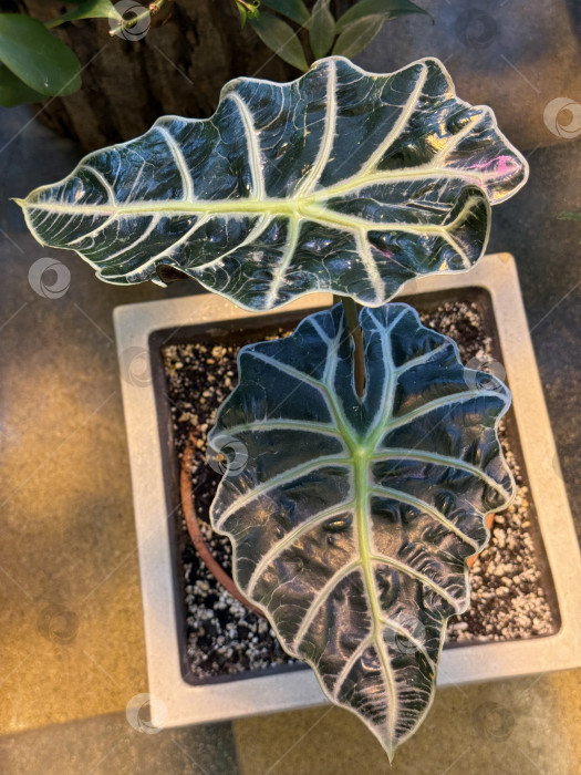 Скачать Листья растения алоказия в горшке, вид сверху подходит для создания фона и концепции ухода за растениями фотосток Ozero