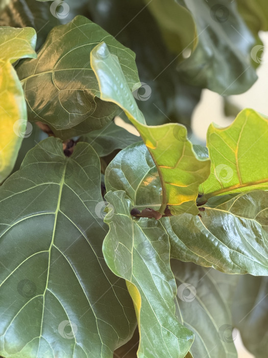 Скачать Фиговые листья с выступающими прожилками и глянцевой текстурой, подходящие для естественного фона фотосток Ozero