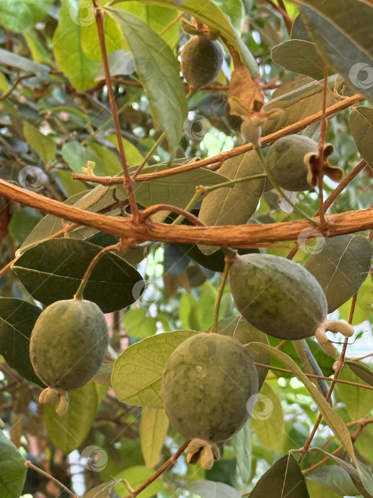 Скачать Плоды фейхоа на ветвях с густыми зелеными листьями на фоне сада фотосток Ozero