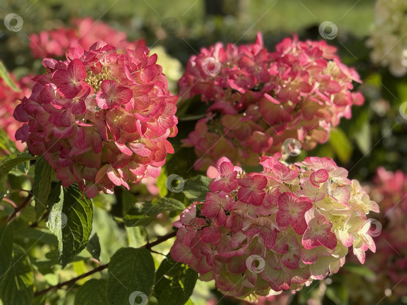 Скачать Гортензия цветет в полном цвету под солнечным светом, демонстрируя яркие розовые и зеленые оттенки фотосток Ozero