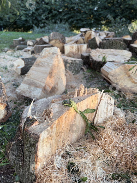 Скачать Нарубленные деревянные бревна на травянистой почве с опилками на заднем плане фотосток Ozero