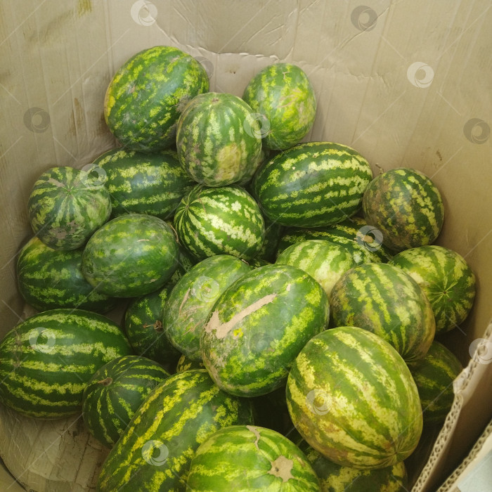 Скачать Отдел арбузов в магазине "Магнит". фотосток Ozero