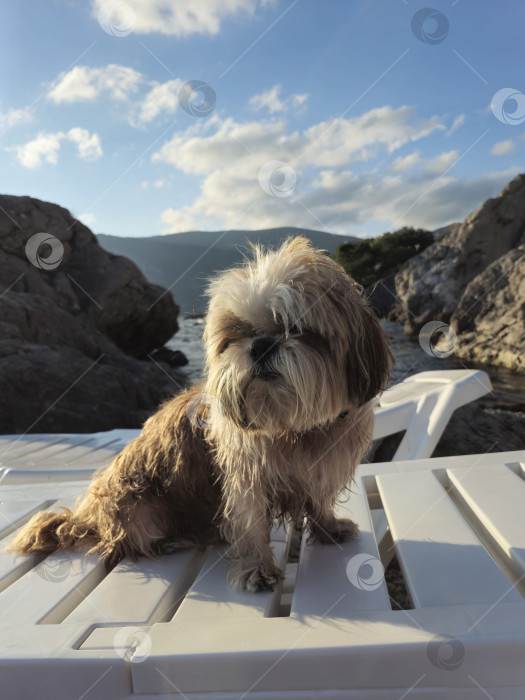 Скачать собака ши тцу отдыхает фотосток Ozero