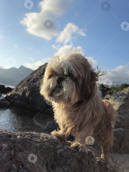 Скачать собака ши тцу отдыхает фотосток Ozero