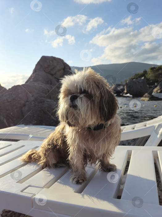 Скачать собака ши-тцу расслабляется фотосток Ozero