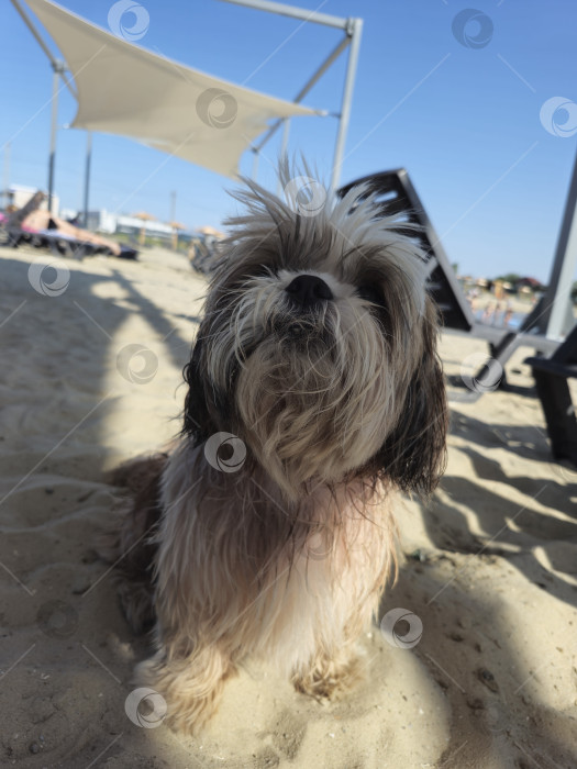 Скачать собака ши-тцу отдыхает на пляже фотосток Ozero