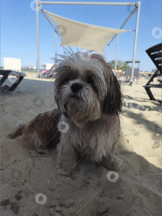 Скачать собака ши-тцу фотосток Ozero