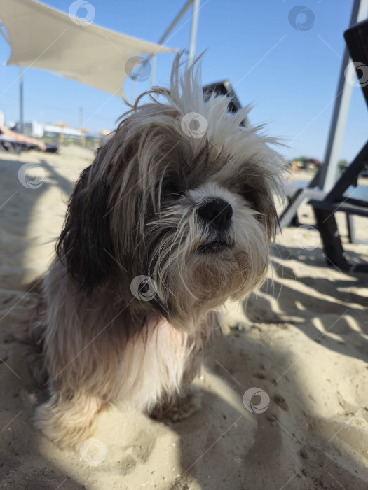 Скачать собака ши-тцу расслабляется фотосток Ozero