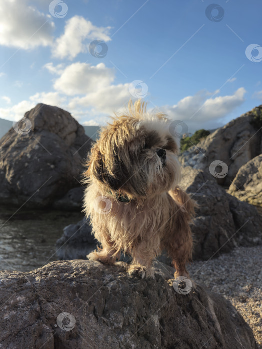 Скачать собака ши-тцу отдыхает на пляже фотосток Ozero