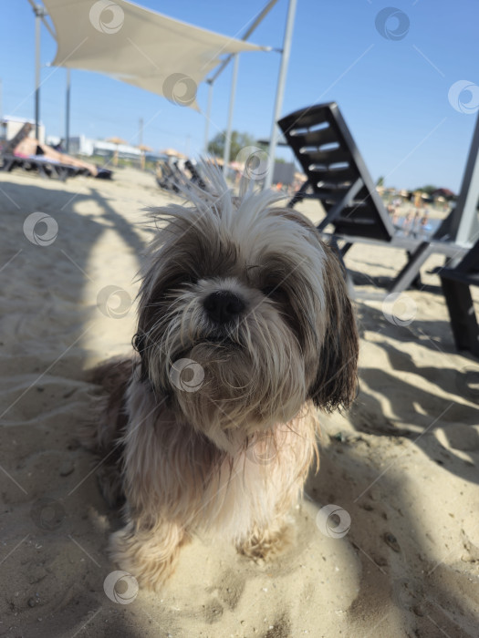 Скачать собака ши-тцу отдыхает фотосток Ozero