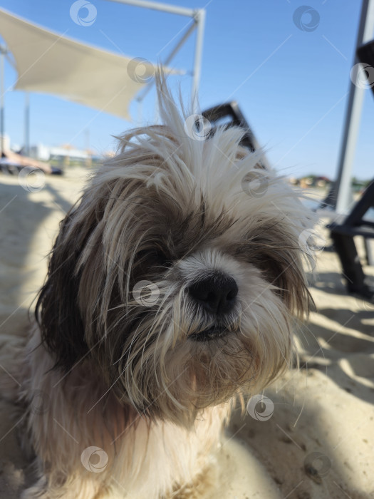 Скачать собака ши тцу отдыхает фотосток Ozero