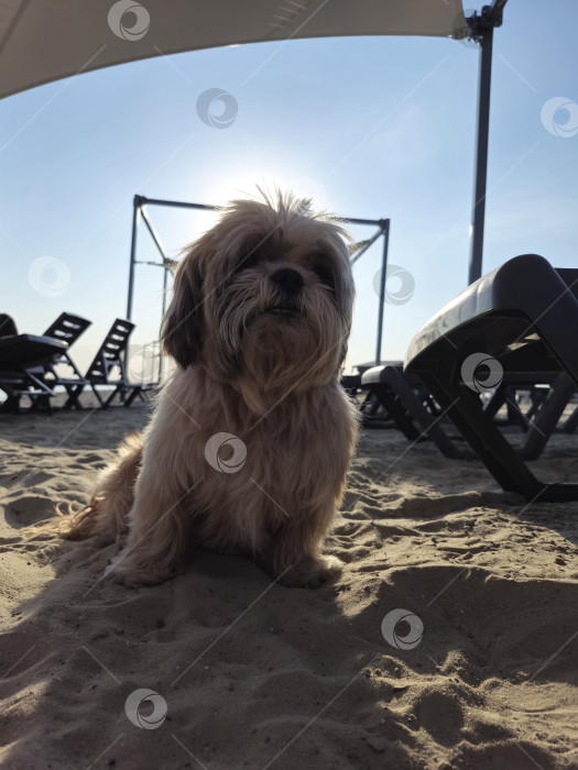 Скачать собака ши тцу отдыхает на пляже фотосток Ozero