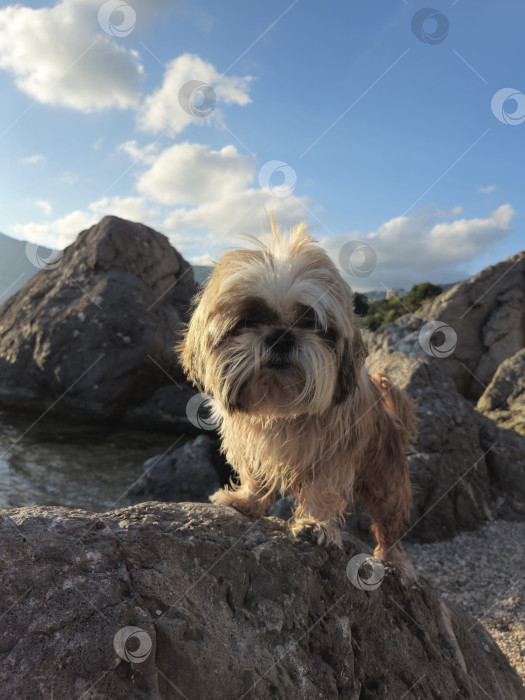 Скачать собака ши тцу отдыхает на пляже фотосток Ozero