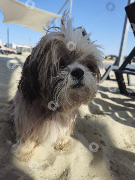 Скачать собака ши тцу отдыхает на пляже фотосток Ozero