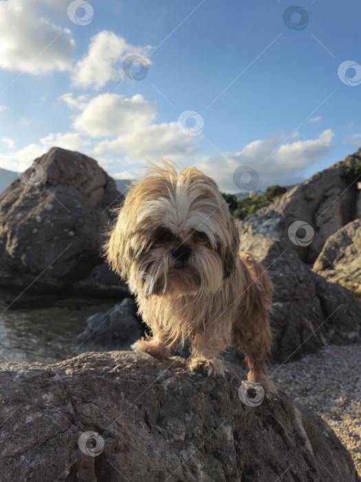 Скачать собака ши-тцу отдыхает на пляже фотосток Ozero