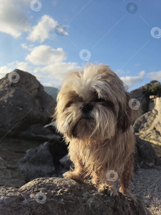 Скачать собака ши тцу отдыхает на пляже фотосток Ozero