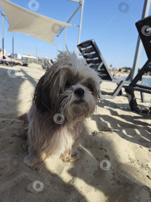 Скачать собака ши-тцу отдыхает на пляже фотосток Ozero