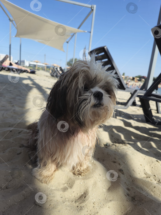 Скачать собака ши-тцу расслабляется фотосток Ozero