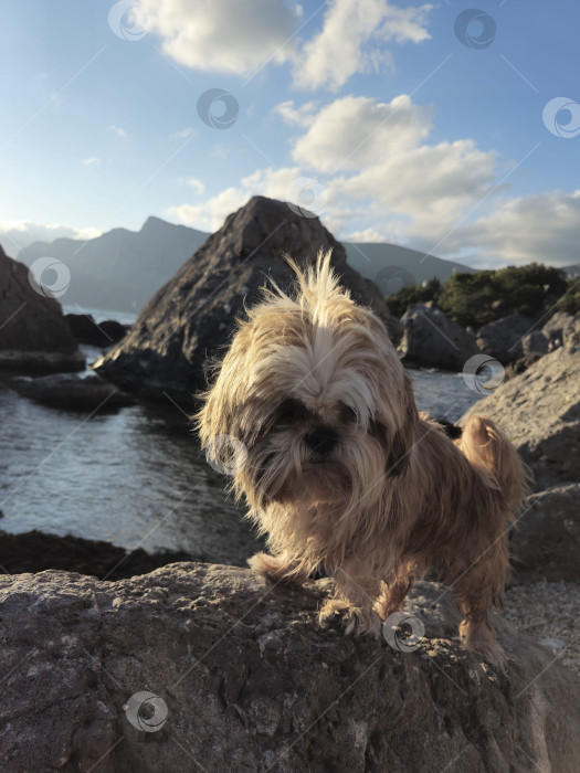 Скачать собака ши тцу отдыхает на пляже фотосток Ozero