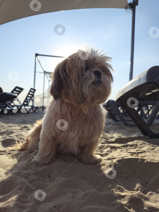 Скачать собака ши тцу отдыхает фотосток Ozero