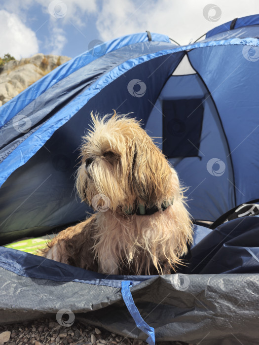 Скачать собака ши тцу отдыхает фотосток Ozero