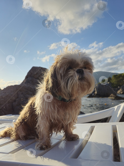 Скачать собака ши тцу отдыхает фотосток Ozero