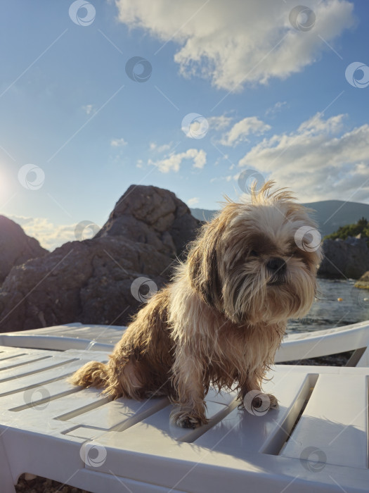 Скачать собака ши тцу отдыхает фотосток Ozero