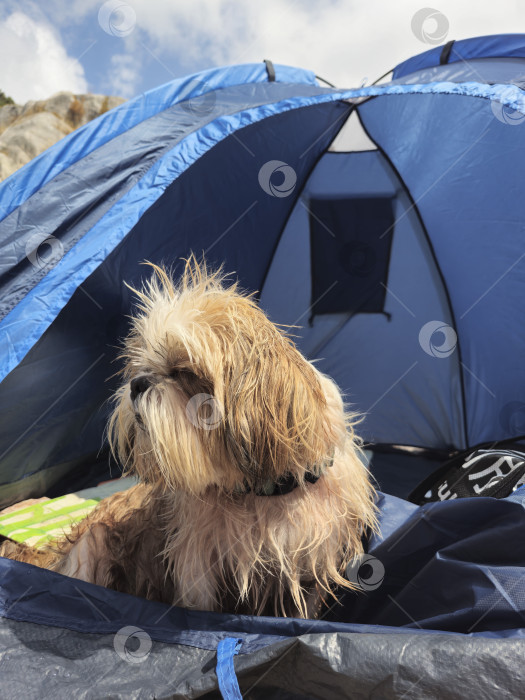 Скачать собака ши-тцу расслабляется фотосток Ozero