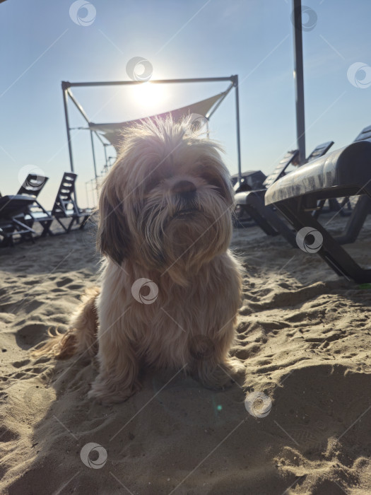 Скачать собака ши тцу отдыхает фотосток Ozero