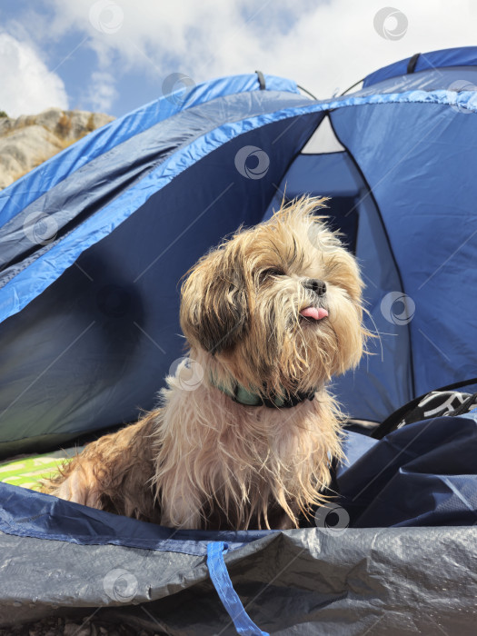 Скачать собака ши тцу фотосток Ozero