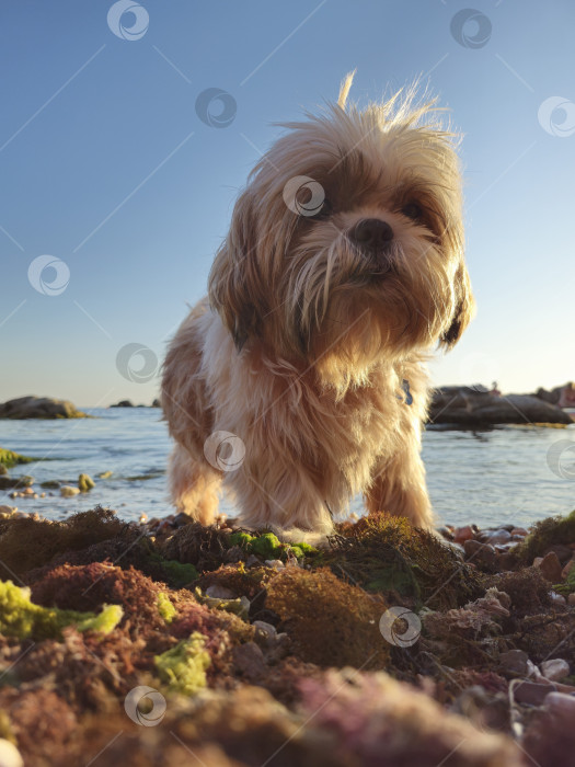 Скачать собака ши тцу отдыхает фотосток Ozero