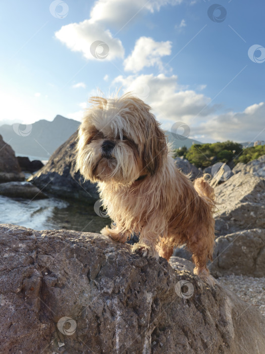 Скачать собака ши-тцу отдыхает на пляже фотосток Ozero
