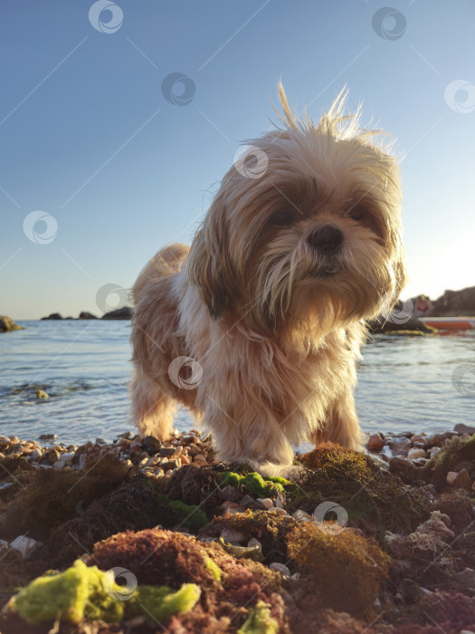 Скачать собака ши тцу отдыхает фотосток Ozero
