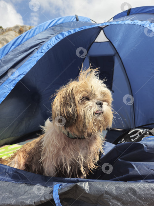 Скачать собака ши-тцу расслабляется фотосток Ozero