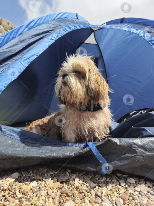 Скачать собака ши тцу отдыхает фотосток Ozero