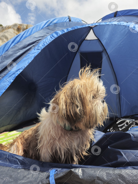 Скачать собака ши-тцу расслабляется фотосток Ozero