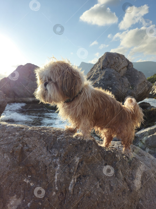 Скачать собака ши тцу отдыхает на пляже фотосток Ozero