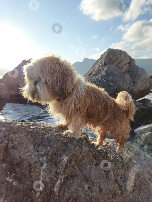 Скачать собака ши тцу отдыхает фотосток Ozero