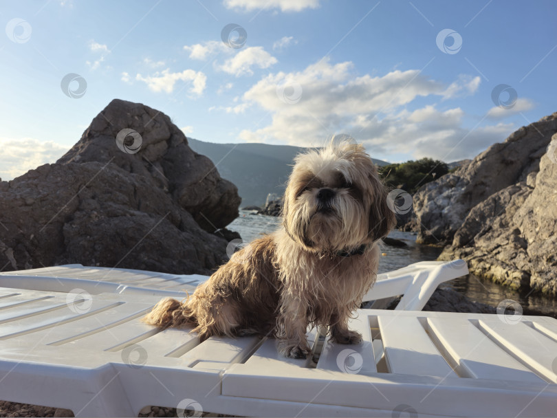 Скачать собака ши-тцу расслабляется фотосток Ozero