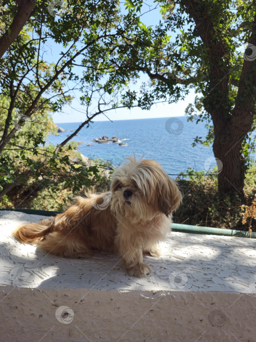 Скачать собака ши тцу отдыхает фотосток Ozero