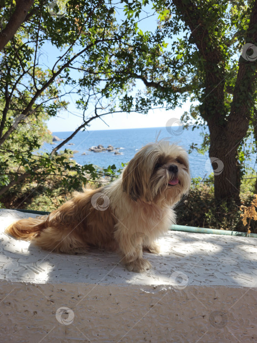 Скачать собака ши тцу отдыхает фотосток Ozero