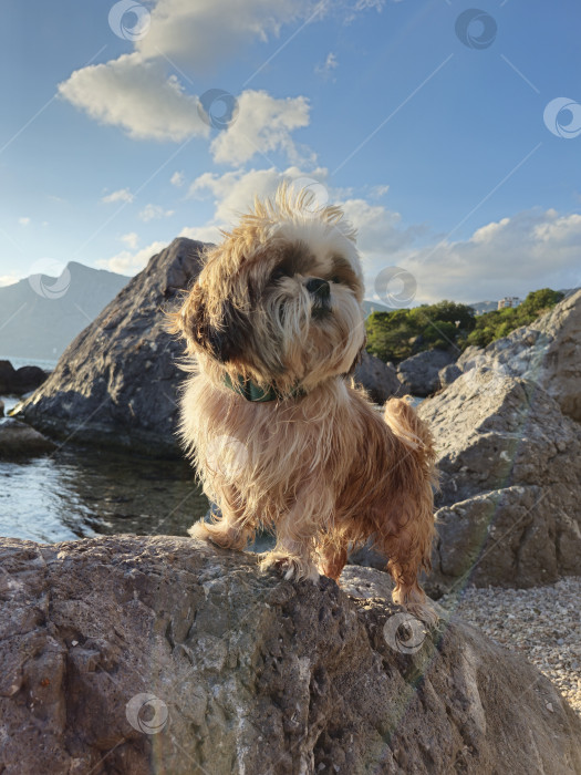 Скачать собака ши тцу отдыхает на пляже фотосток Ozero