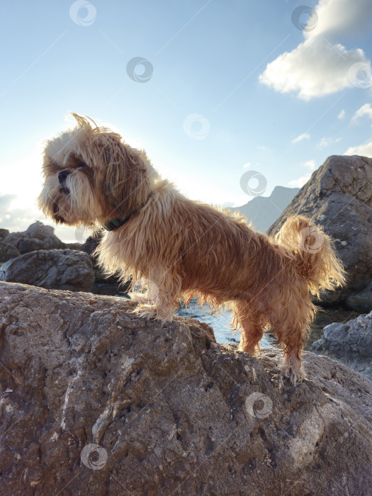 Скачать собака ши-тцу отдыхает на пляже фотосток Ozero