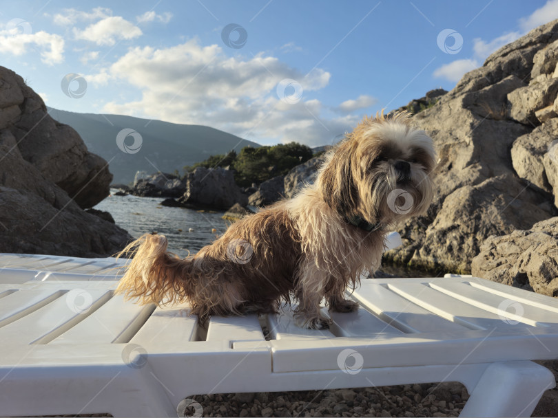 Скачать собака ши тцу отдыхает на пляже фотосток Ozero