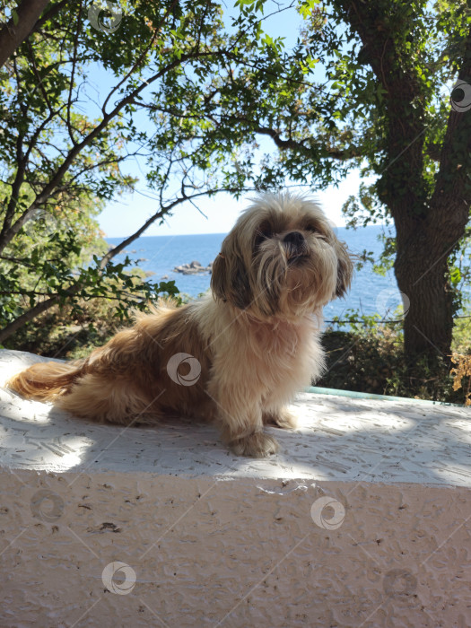 Скачать собака ши тцу отдыхает фотосток Ozero