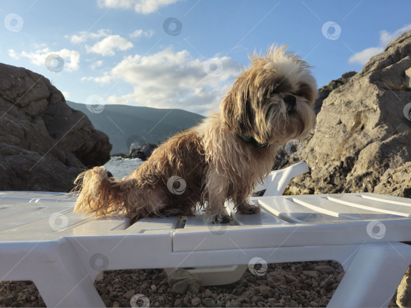 Скачать собака ши тцу отдыхает на пляже фотосток Ozero