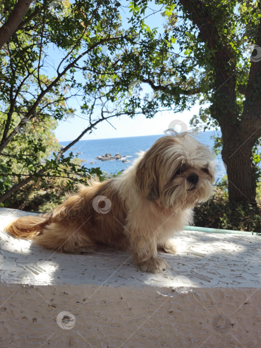 Скачать собака ши тцу отдыхает фотосток Ozero