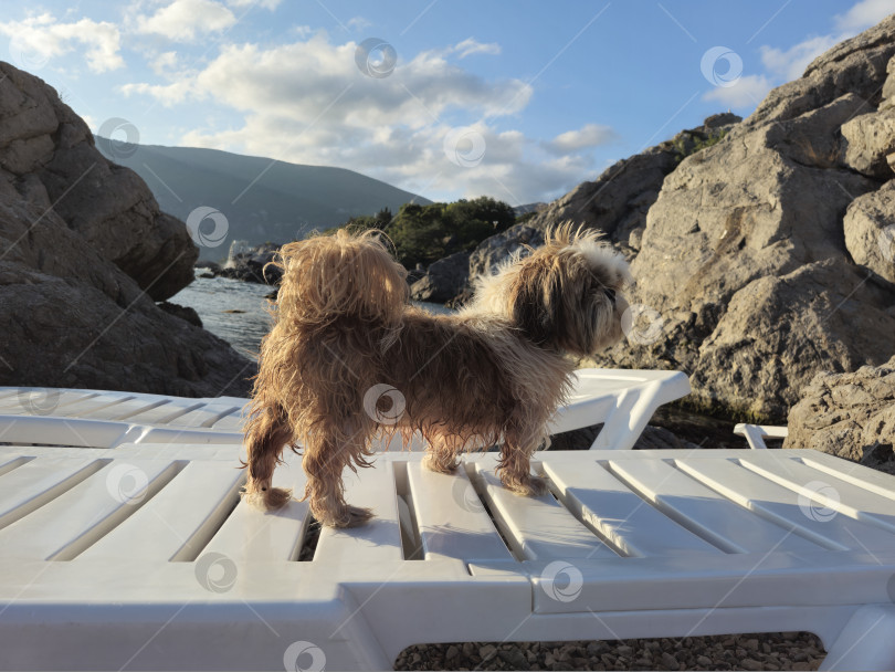 Скачать собака ши-тцу расслабляется фотосток Ozero